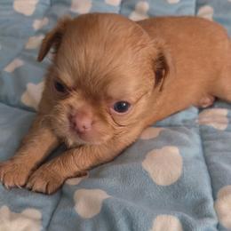 Simba - Red male Chihuahua puppy in Kyle, Texas from joy of chihuahuas tx