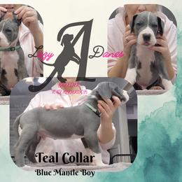 Teal Collar Boy - Blue and white male Great Dane puppy in Longview, Texas from Lazy A Danes