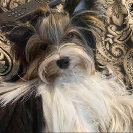 Chopstick - Biewer Terrier