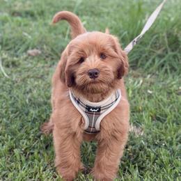 Sam - Caramel red male Australian Labradoodle puppy in Hartshorne, Oklahoma from Jena Edmond