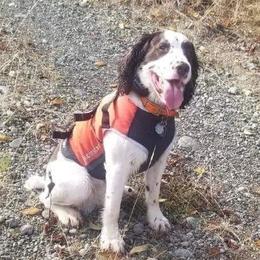 Wrangler - English Springer Spaniel