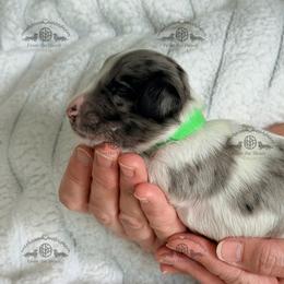 Mr. Green-4000 - Dapple male Dachshund puppy in Sparr, Florida from From the Heart Doxies