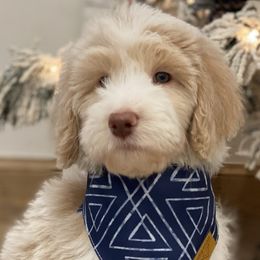 Boy 1 - Parti Goldendoodle puppy in Blanchard, Oklahoma from I Dream of Doodles