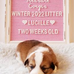 American Corgi and Pembroke Welsh Corgi Puppies from Whimsical Treasure Corgis