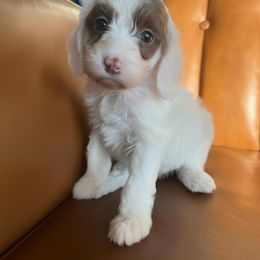 Holly - Parti female Goldendoodle puppy in Ottawa, Ohio from Simply Beautiful Goldendoodles
