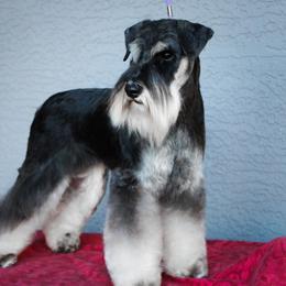 Loyalty - Miniature Schnauzer