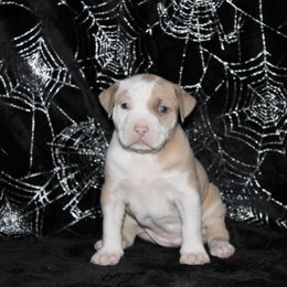 American Pit Bull Terrier Puppies from Mika Tica Kennels