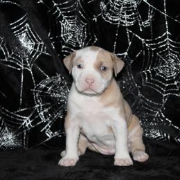 American Pit Bull Terrier Puppies from Mika Tica Kennels