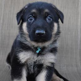 Blue Boy - Black and tan male German Shepherd puppy in Grants Pass, Oregon from Granville German Shepherds