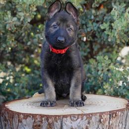 Ryker - Sable male German Shepherd puppy in Coarsegold, California from Yosemite Shepherds