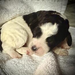Blossom - Tri-color female Bernedoodle puppy in Mint Hill, North Carolina from Ball-Y-Hoo Bernedoodles
