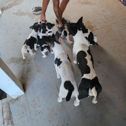 Rat Terrier Puppies from KIMBERLEE NILES