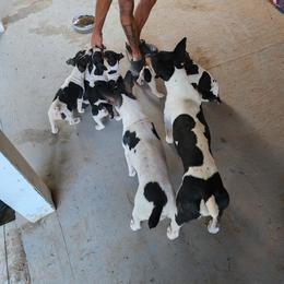 Rat Terrier Puppies from KIMBERLEE NILES