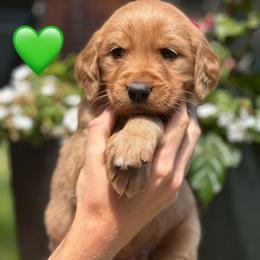 Green - Dark golden male Golden Retriever puppy in Calistoga, California from Willow’s AKC Golden Retrievers