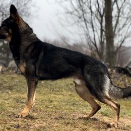 Dante - German Shepherd