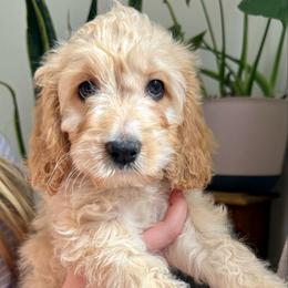 Shelby - Golden female Cockapoo puppy in Tallahassee, Florida from Panhandle Pups