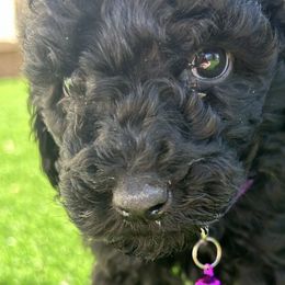 Poodles from Jose Aguirre's Poodles