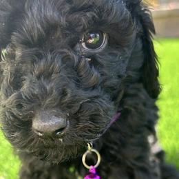 Poodles from Jose Aguirre's Poodles