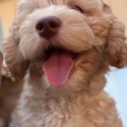 Australian Labradoodle Puppies from QuiSal Labradoodles