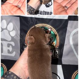 Briggs - Chocolate and tan male Chihuahua puppy in Palmyra, Indiana from Country Star Chihuahuas