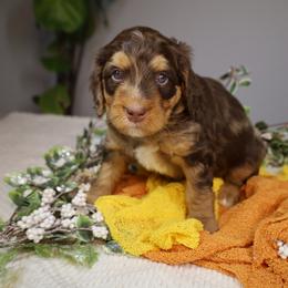 Surf - Chocolate merle male Bernedoodle puppy in Fort Myers, Florida from Little Golden Farm