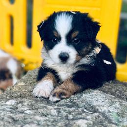 Shadow - Black tri male Miniature Australian Shepherd puppy in Hempstead, Texas from Young Gun Aussies
