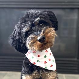 Rad - Goldendoodle