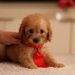 Benny - Red  male Goldendoodle puppy in Apopka, Florida from Rae Precious Puppies