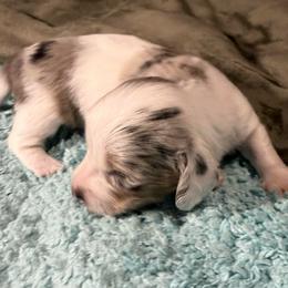 Deckel - Dapple male Dachshund puppy in El Cajon, California from Lisa Buxton