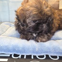 Archer - Sable male Shih Tzu puppy in Mesa, Arizona from House of Zen Shihtzus