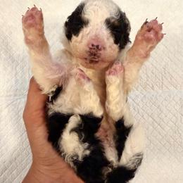 White Tricolor male - Tri-color male Bernedoodle puppy in Brooksville, Florida from Kruger Doodles