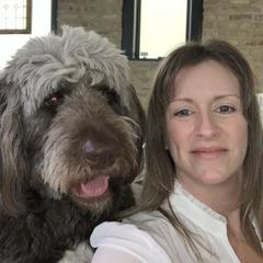 Ruby - Saint Berdoodle