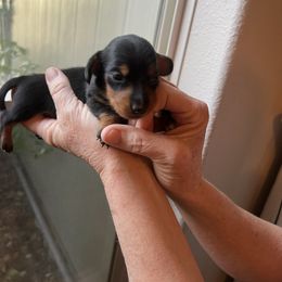 Boy 1 - Black and tan male Dachshund puppy in Benton City, Washington from DOXA Miniature Dachshunds