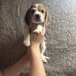 Saturn - Black tan and white female Beagle puppy in St. Cloud, Minnesota from Beagle Blessings