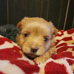 Barkley - Chocolate and tan Yorkshire Terrier puppy in Junction City, Ohio from On The Edge Of A Dream Yorkies