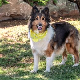 Callie Rae - Shetland Sheepdog