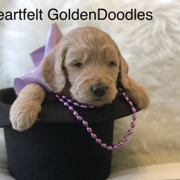 Bernedoodle and Goldendoodle Puppies from Heartfelt GoldenDoodles