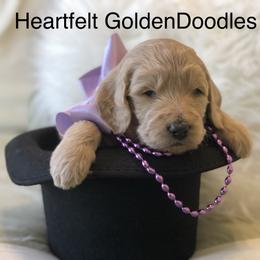 Bernedoodle and Goldendoodle Puppies from Heartfelt GoldenDoodles