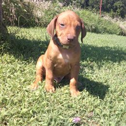 Rosco - Rd whtn brn nose male Rhodesian Ridgeback puppy in Carney, Oklahoma from River Run Parson Russell terriers & River Run Ridgebacks