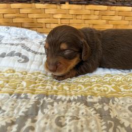 Oscar - Chocolate and tan male Dachshund puppy in Dobson, North Carolina from Oakleys Dachshund Haven