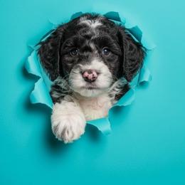 Brown collar Boy 4 - Parti male Poodle puppy in Nottingham, Maryland from A & A Pinedale Standard Poodles