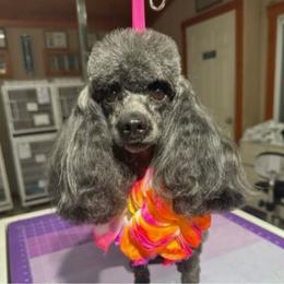Emmee - Poodle