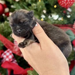 Kringle AKC boy - Orange sable male Pomeranian puppy in Las Vegas, Nevada from POMS USA
