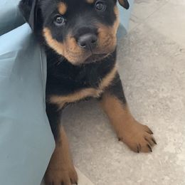 Rottweiler Puppies from Happy Rottweilers