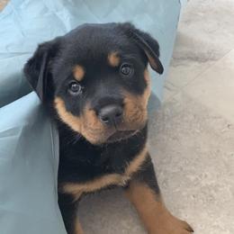 Rottweiler Puppies from Happy Rottweilers