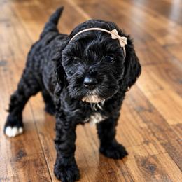 Fig - Black and white female Cockapoo puppy in Santa Barbara, California from K+C Doodles
