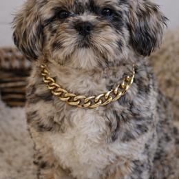 Batman - Shih Tzu