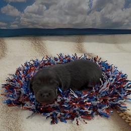 Blue and Cream Longhair Male - Blue and cream male Dachshund puppy in Killeen, Texas from Southern Dachshunds