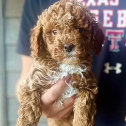 River - Red  male Goldendoodle puppy in Runaway Bay, Texas from Green Ranch Doodles