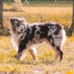 Kaiser - Australian Shepherd